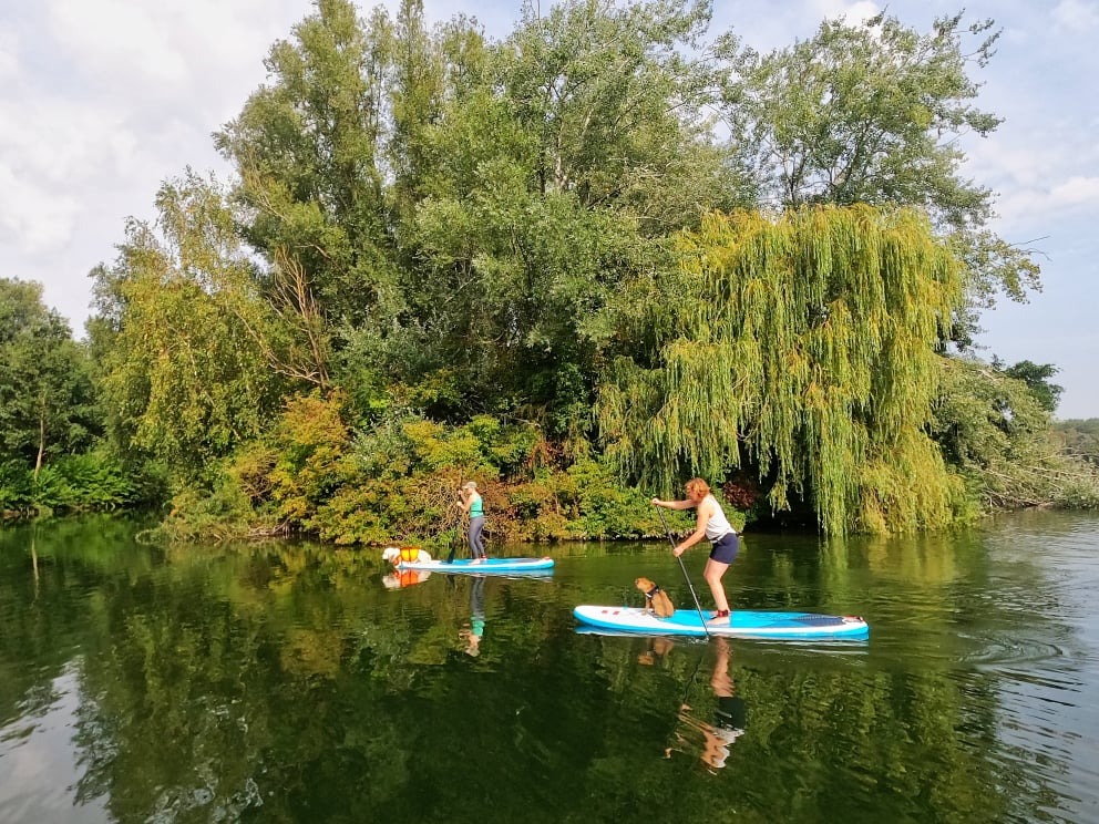 SUPinGent DOG SUP sessies : SUP met je hond: het leukste dagje op het water! Ben je op zoek naar een unieke en onvergetelijke ervaring met je trouwe viervoeter? Ga dan SUPpen met je hond bij SUPinGent!